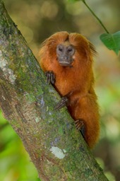 golden lion tamarin