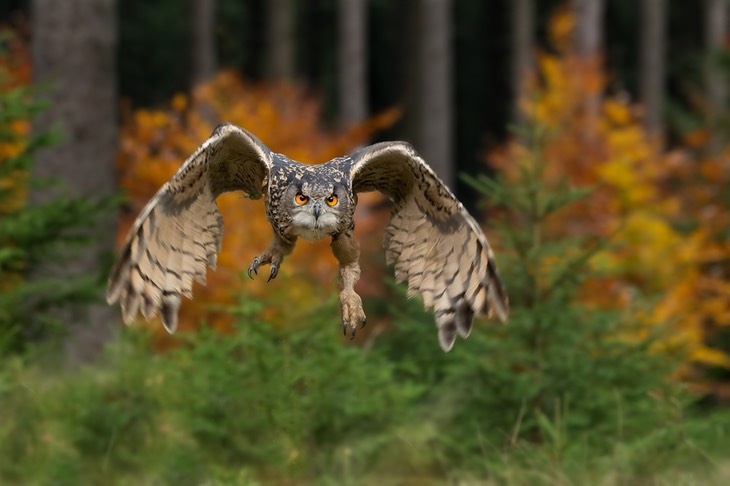 eagle owl