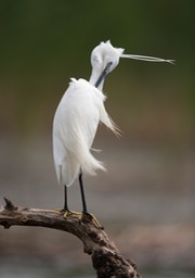 little egret