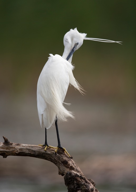 little egret