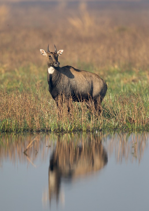 nilgai