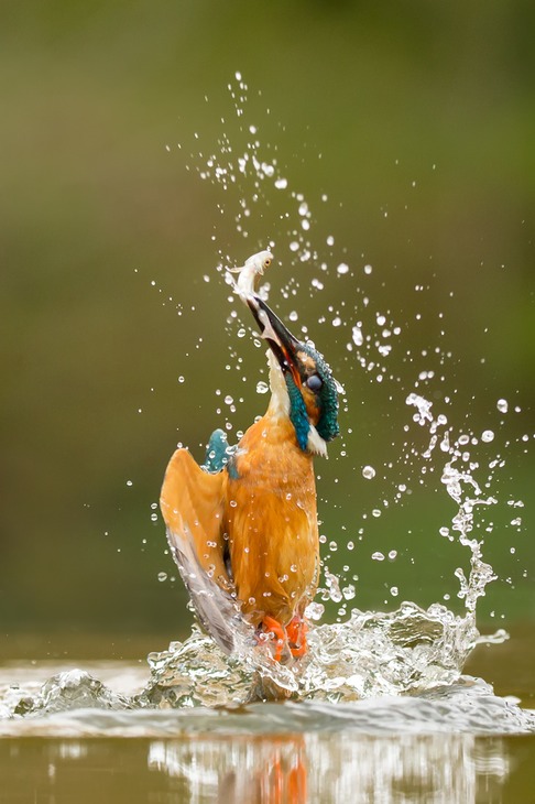 kingfisher