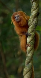 golden lion tamarin