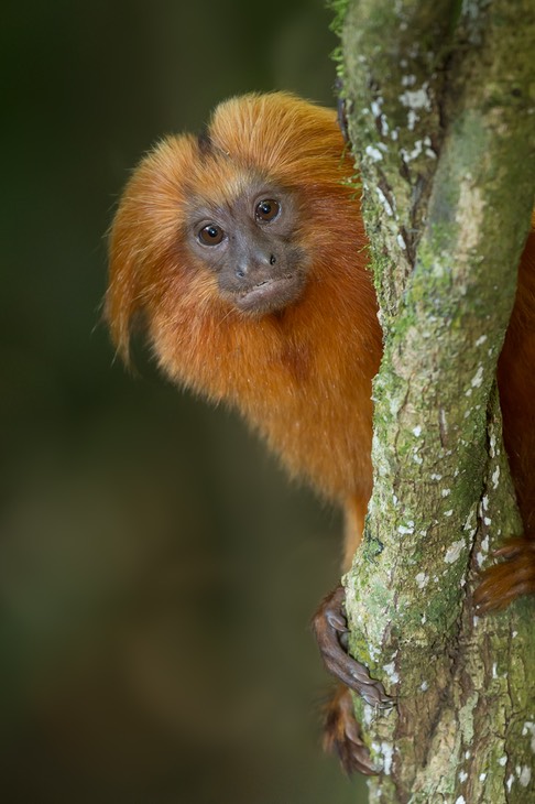 golden lion tamarin