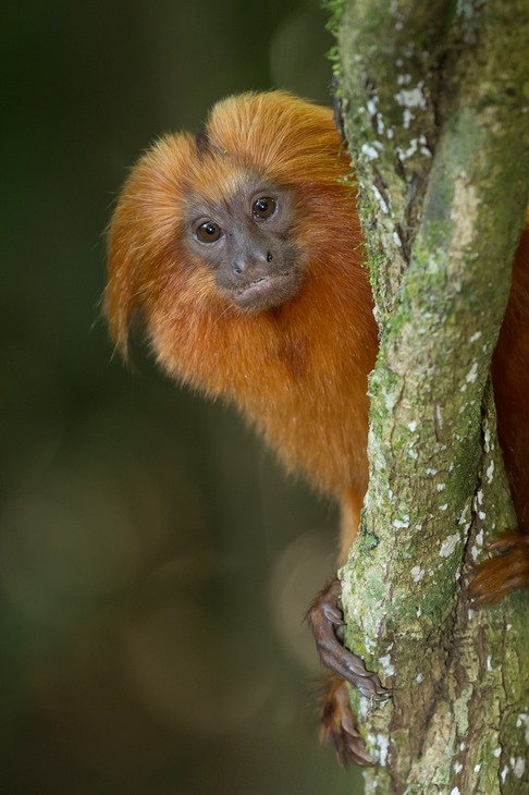 golden lion tamarin