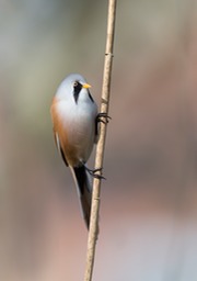 bearded reedling