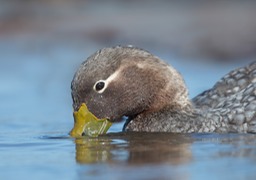 flightless steamer duck