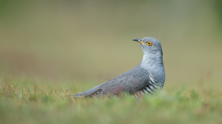 cuckoo