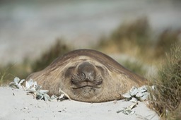 southern elephant seal