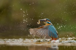 kingfisher