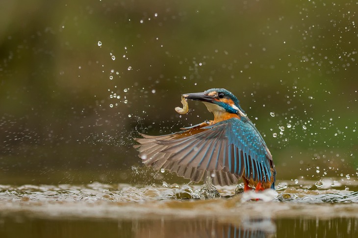 kingfisher