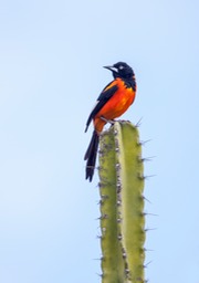 campo oriole