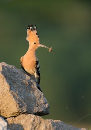 hoopoe