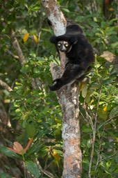 indri