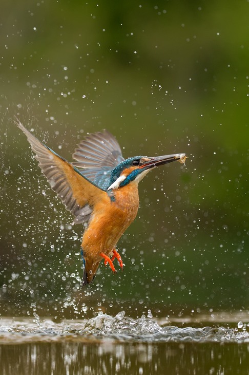 kingfisher