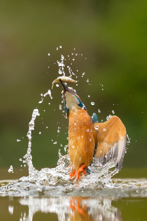 kingfisher