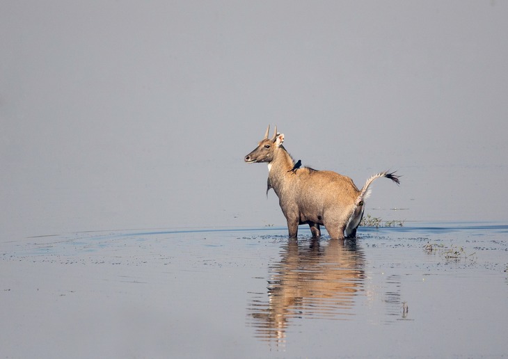 nilgai