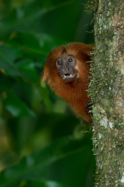 golden lion tamarin