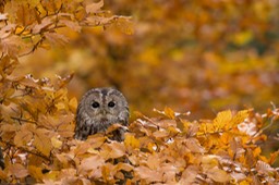 tawny owl