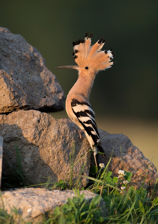 hoopoe