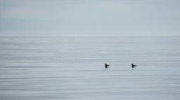 black guillemot