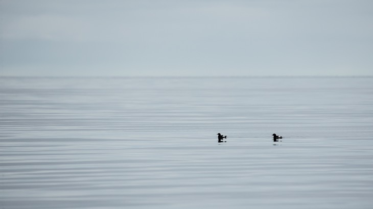 black guillemot