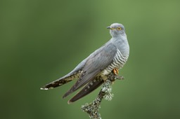 cuckoo