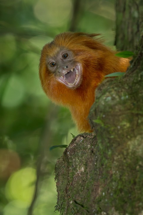 golden lion tamarin