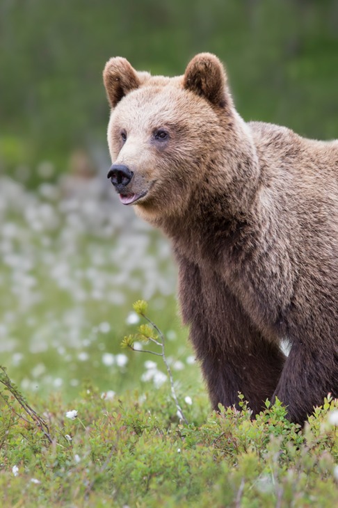 brown bear