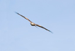 Red Kite