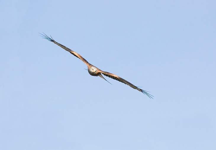 Red Kite