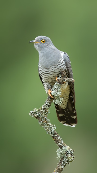 cuckoo