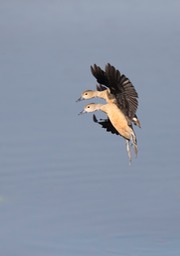 lesser whistling duck