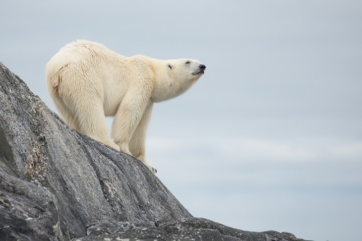 polar bear