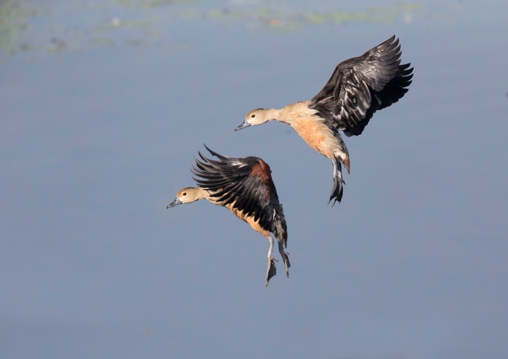 lesser whistling duck