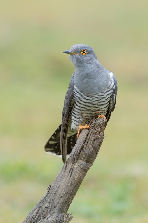 cuckoo