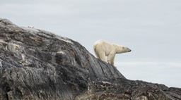 polar bear