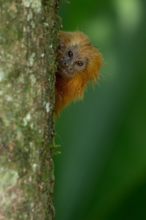 golden lion tamarin