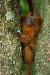 golden lion tamarin