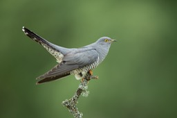 cuckoo