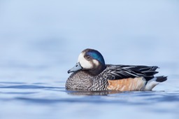 chiloe wigeon