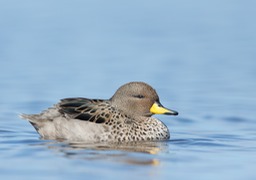 speckled teal