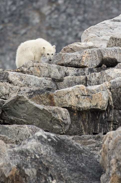 polar bear