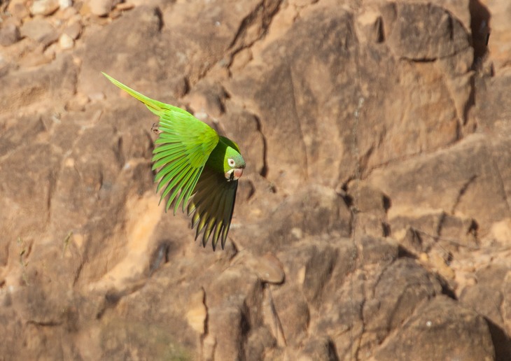 blue crowned parakeet