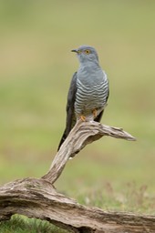 cuckoo