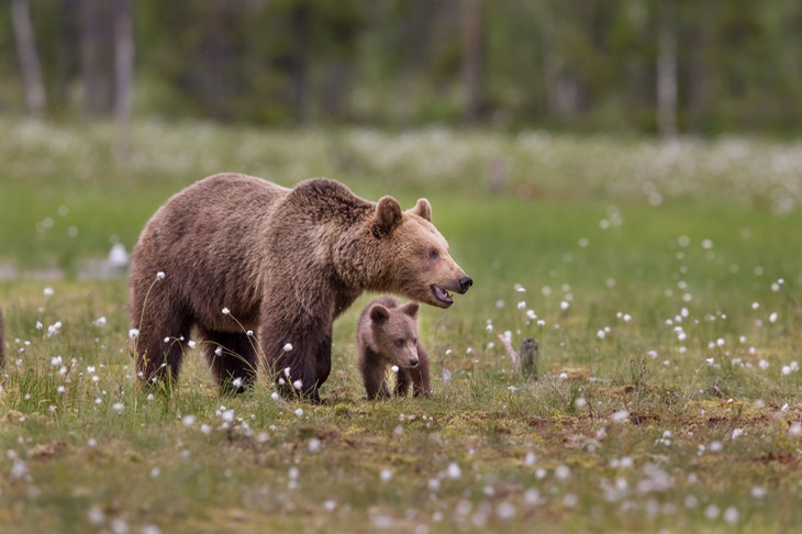 brown bear