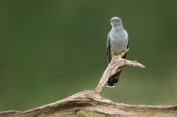 cuckoo