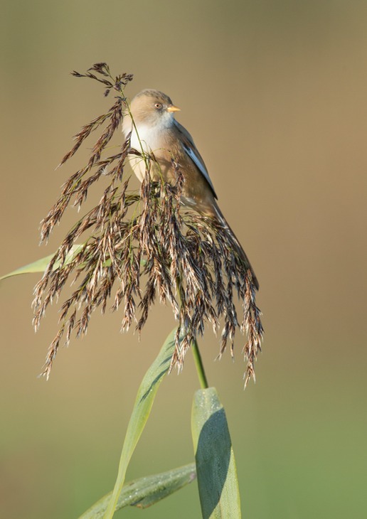 bearded reedling