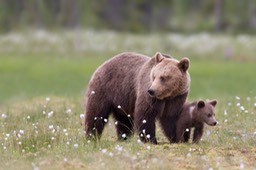 brown bear