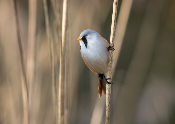 bearded reedling